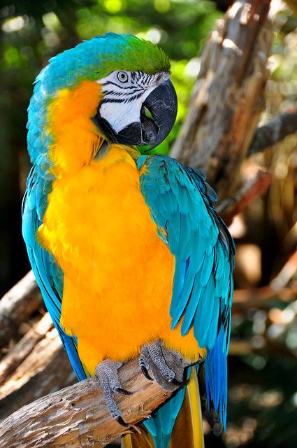 Sky King Macaw