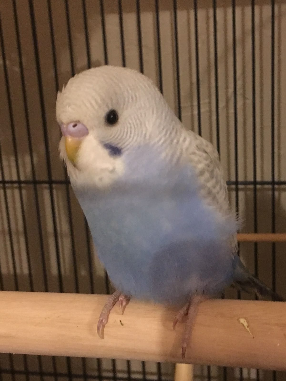 Azure Budgie
